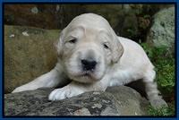 Bess Zephyr pups 2 wks old 31