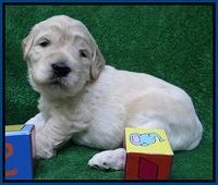 Bess Zephyr pups 3 wks old 41