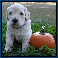 Bess Zephyr pups 4 wks old 21