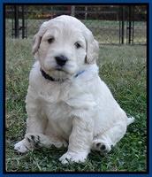 Bess Zephyr pups 4 wks old 31