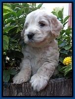Bess Zephyr pups 5 wks old 11