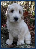 Bess Zephyr pups 8 wks old 121