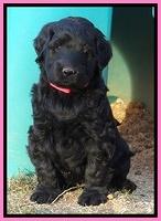 Bess Zephyr pups 6 wks old 91
