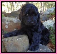Bess Zephyr pups 8 wks old 21