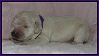Bess Zephyr pups 1 wk old 71