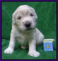 Bess Zephyr pups 3 wks old 91