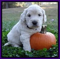 Bess Zephyr pups 4 wks old 121
