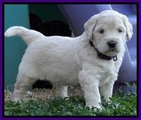 Bess Zephyr pups 4 wks old 141