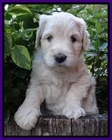Bess Zephyr pups 5 wks old 161