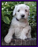 Bess Zephyr pups 5 wks old 171