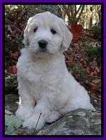 Bess Zephyr pups 8 wks old 31