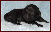 Bess Zephyr pups 1 wk old 101