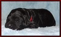 Bess Zephyr pups 1 wk old 111
