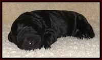 Bess Zephyr pups newborn 81