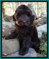 Yourds family: Frankie