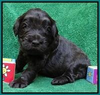 Bess Zephyr pups 3 wks old 151