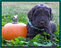 Bess Zephyr pups 4 wks old 211