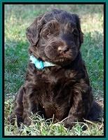 Bess Zephyr pups 4 wks old 221