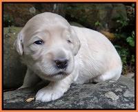 Bess Zephyr pups 2 wks old 21