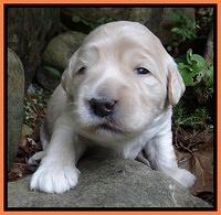 Bess Zephyr pups 2 wks old 31