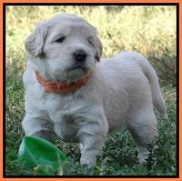 Bess Zephyr pups 4 wks old 261