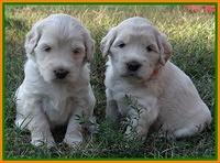 Bess Zephyr pups 4 wks old 341