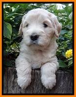 Bess Zephyr pups 5 wks old 221