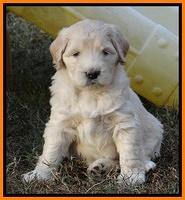 Bess Zephyr pups 6 wks old 291