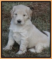 Bess Zephyr pups 6 wks old 311