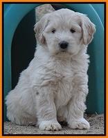 Bess Zephyr pups 7 wks old 271