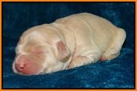 Bess Zephyr pups newborn 71