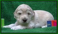 Bess Zephyr pups 3 wks old 231