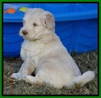 Bess Zephyr pups 6 wks old 271