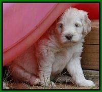 Bess Zephyr pups 6 wks old 281