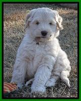 Bess Zephyr pups 7 wks old 231