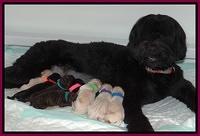 Bess Zeph newborn group 11