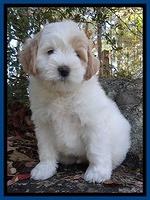 Smolter family: Champ