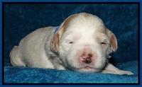 Jolie Marco Tecas pups 2 wks old 41