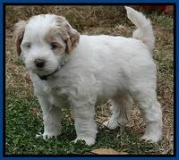 Jolie Marco Texas 6 wks old 31
