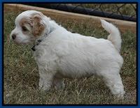 Jolie Marco Texas 6 wks old 41
