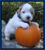 Jolie Texas Marco group pups 4 wks old 11