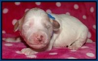 Jolie Texas Marco pups 1 wk old 1100
