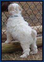 Jolie Texas Marco pups 7 wks old 31