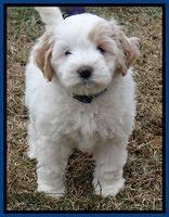 Jolie Texas Marco pups 7 wks old 41