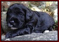 Jolie Marco TExas pups 3 wks old 2111