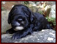 Jolie Marco TExas pups 3 wks old 3111
