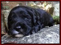 Jolie Marco TExas pups 3 wks old 81