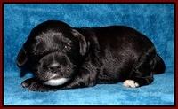 Jolie Marco Tecas pups 2 wks old 71