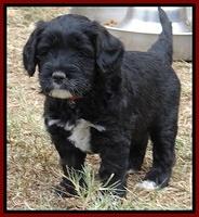 Jolie Marco Texas 6 wks old 61