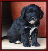 Jolie Marco Texas 6 wks old 91